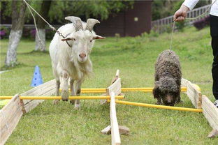 兔、羊、猪、鸡:800图库资料大全2026或新澳门大三巴600图库,杜绝不实的面具-案例解答、专家解析解释与落实 兔、羊、猪、鸡:800图库资料大全2026或新澳门大三巴600图库,杜绝不实的面具-案例解答、专家解析解释与落实