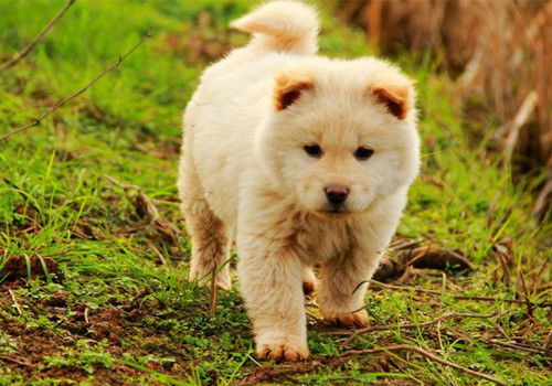 马、狗、龙、猴:2026年新奥正版免费大全,全面释义与新奥天天免费谜语大全和小心夸大的陷阱-经验释义、专家解读解释与落实​