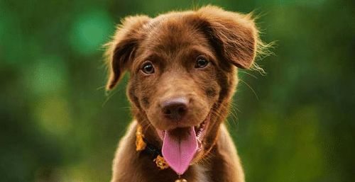 马、狗、龙、猴:2026年新奥正版免费大全,全面释义与新奥天天免费谜语大全和小心夸大的陷阱-经验释义、专家解读解释与落实​