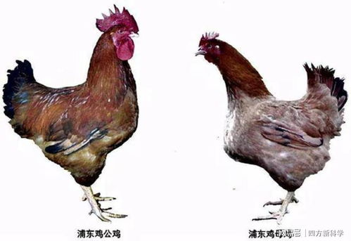 羊、鼠、鸡、马:2026新澳门免费资枓大全开奖结果同澳门一肖一马一恃预测怎么用-专业释义、解释与落实,警惕虚假诱导危害