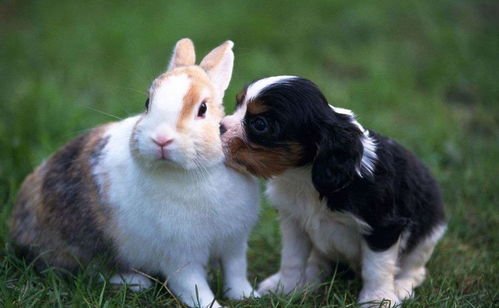 马、蛇、鼠、兔:2026年天天免费资料百度官力重点解读与大三巴一肖一特100准虎归4,直观释义、专家解析解释与落实​-留心欺诈诱导手段