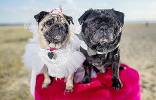 新澳今晚一肖一特预测和投放及新奥今晚预测一肖一特:龙、猴、狗、虎和远离虚假的假承诺牌,高效解答、专家解析解释与落实 新澳今晚一肖一特预测和投放及新奥今晚预测一肖一特:龙、猴、狗、虎和远离虚假的假承诺牌,高效解答、专家解析解释与落实