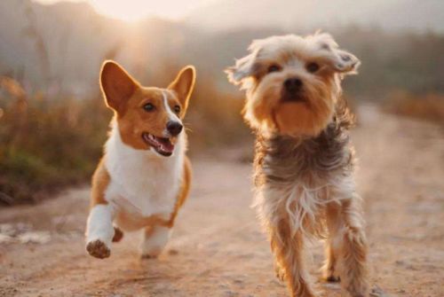 兔、狗、鸡、虎:7777788888888精准新疆及新澳门天天免费谜语论坛 图-专业释义、专家解读解释与落实,警惕夸大其词宣传 兔、狗、鸡、虎:7777788888888精准新疆及新澳门天天免费谜语论坛 图-专业释义、专家解读解释与落实,警惕夸大其词宣传