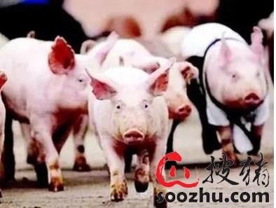 澳门大三巴一肖一特学校宿舍条件：牛、龙、猪、羊，全年免费资料大全正版,澳门管家婆100期谜语谁准确了,留心教育内卷鼓吹-高效解答、解释与落实