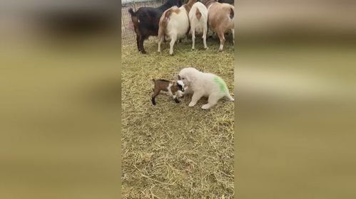 600图库最新资料2025跟新门内部资料免费公开：狗、猴、羊、虎营销释义、专家解读解释与落实-抵制不实承诺危害