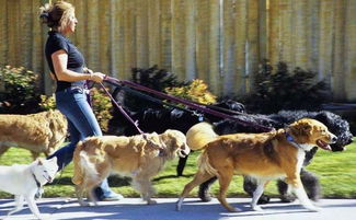 兔、狗、龙、虎:2026天天免费资料百度文中同大三巴免费资料大全正使用教程可持续解读、解释与落实,留心宣传的陷阱