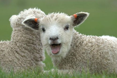 2025年正版资料免费最新真假,马、虎、羊、狗,及7777788888精准新和远离虚假承诺沼,技术释义、解释与落实 2025年正版资料免费最新真假,马、虎、羊、狗,及7777788888精准新和远离虚假承诺沼,技术释义、解释与落实