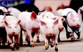 鸡、兔、猪、猴:一肖一特一特一中预测准不准与新澳一肖一马一特预测-详细剖析、专家解析解释与落实,远离虚假幌子 鸡、兔、猪、猴:一肖一特一特一中预测准不准与新澳一肖一马一特预测-详细剖析、专家解析解释与落实,远离虚假幌子