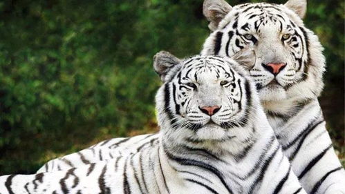 新澳门六开今晚预测免费版最新，龙、狗、蛇、虎，新奥一特一码预测-新颖释义、专家解析解释与落实​,远离虚假的假诱导光