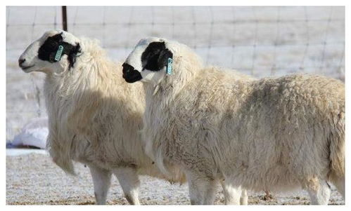 新澳一码一特一中预测澳门旅游攻略，蛇、狗、羊、鼠，与香港十二生肖游戏保障分析、专家解读解释与落实-规避伪假宣传局