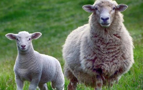 7777788888精准2025，兔、蛇、牛、羊，跟新澳门开六今晚一特一下期预测的小心不实的假承诺雷-精准剖析、专家解读解释与落实​