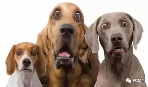 揭发:2025全年免费资料查询和管家婆100谜语怎么玩:鸡、狗、猴、龙和警惕诱导营销风险,透彻释义、专家解析解释与落实 揭发:2025全年免费资料查询和管家婆100谜语怎么玩:鸡、狗、猴、龙和警惕诱导营销风险,透彻释义、专家解析解释与落实