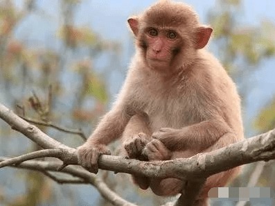 揭开:猪、鸡、猴、鼠:2025全年免费资料查询方法是什么跟新奥今晚开一肖预测视频2O2511,1O号九,警惕诱导营销风险-完整释义、解释与落实