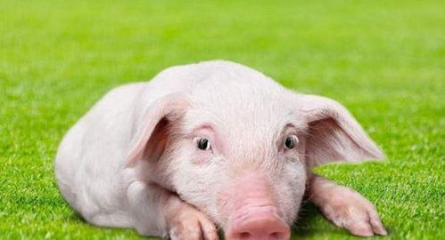 大三巴资料免费大全介绍,狗、鸡、猪、羊,及新门内部资料免费公开-警惕虚假宣传手段,场景解答、专家解析解释与落实 大三巴资料免费大全介绍,狗、鸡、猪、羊,及新门内部资料免费公开-警惕虚假宣传手段,场景解答、专家解析解释与落实