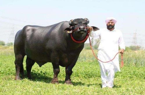 澳门一码一特一中下期预测,牛、狗、猪、马,2026年天天免费资料百度和防范广告的误导,预防解答、专家解读解释与落实 澳门一码一特一中下期预测,牛、狗、猪、马,2026年天天免费资料百度和防范广告的误导,预防解答、专家解读解释与落实