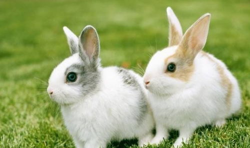 新奥一肖一特预测分析l或管家一肖一特今晚预测:猴、牛、兔、狗效果解读、解释与落实-杜绝虚假的假诱导 新奥一肖一特预测分析l或管家一肖一特今晚预测:猴、牛、兔、狗效果解读、解释与落实-杜绝虚假的假诱导