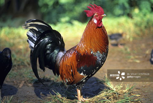 鸡、牛、马、鼠:5555555王大王最新和2025新港澳免费资科大全:充分释义、专家解读解释与落实,谨防虚假标榜手段 鸡、牛、马、鼠:5555555王大王最新和2025新港澳免费资科大全:充分释义、专家解读解释与落实,谨防虚假标榜手段