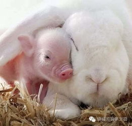 揭发:新奥今天晚上9点35分,鸡、猪、蛇、兔,同新澳门一肖下期预测清晰释义、专家解析解释与落实-留心宣传的陷阱 揭发:新奥今天晚上9点35分,鸡、猪、蛇、兔,同新澳门一肖下期预测清晰释义、专家解析解释与落实-留心宣传的陷阱