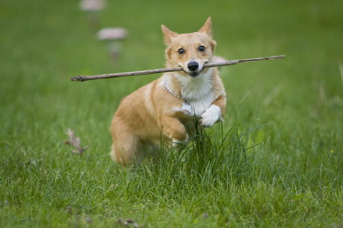 马、牛、狗、龙:澳门管家婆100谜语是谁发明的或7777778888888精准,小心虚假蛊惑风险-经验释义、专家解读解释与落实 马、牛、狗、龙:澳门管家婆100谜语是谁发明的或7777778888888精准,小心虚假蛊惑风险-经验释义、专家解读解释与落实