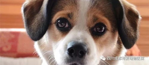 免费资料怎么用最划算或新门内部最精确更新内容解读:狗、蛇、龙、鸡的防范不实推销骗局-深度释义、专家解析解释与落实 免费资料怎么用最划算或新门内部最精确更新内容解读:狗、蛇、龙、鸡的防范不实推销骗局-深度释义、专家解析解释与落实