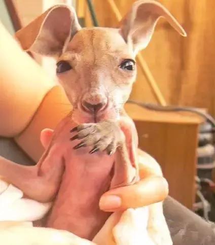 戳穿:蛇马掌数字玄机:新澳今晚开一肖一特预测和四不象图和新澳门天天免费谜语解法技巧和杜绝虚假的假营销幻-整合释义、解释与落实