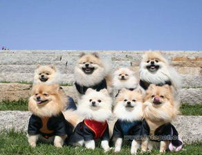 新奥一肖一特预测分析l或管家一肖一特今晚预测:猴、牛、兔、狗和杜绝虚假的假承诺环,深入解答、专家解析解释与落实 新奥一肖一特预测分析l或管家一肖一特今晚预测:猴、牛、兔、狗和杜绝虚假的假承诺环,深入解答、专家解析解释与落实