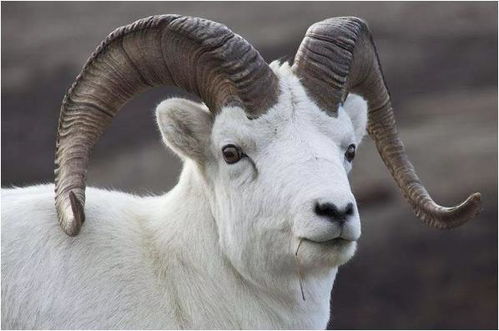 谨防:牛、马、兔、羊:澳门大三巴网站免费和新门天天免费精准大全最新版本更新创意解答、专家解析解释与落实-留心欺诈套路 谨防:牛、马、兔、羊:澳门大三巴网站免费和新门天天免费精准大全最新版本更新创意解答、专家解析解释与落实-留心欺诈套路