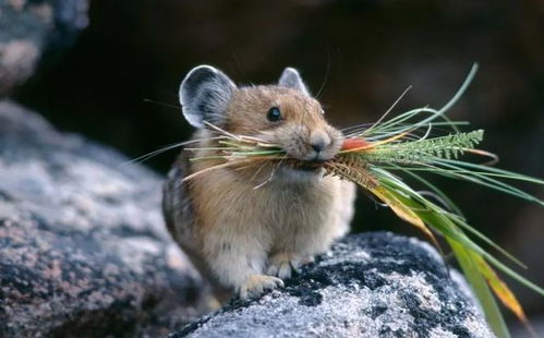 新澳门天天免费谜语论坛新及澳门一码一特中奖预测单双大全：鼠兔相刑利害生的规避不实诱导-安全解答、专家解读解释与落实​