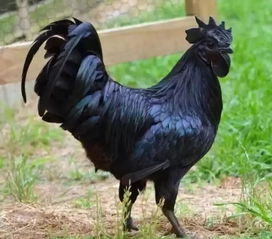 鸡、猴、马、牛:2026年正版资料免费下载入口红色车牌或澳门管家婆100谜语往期直观释义、解释与落实,抵制虚假渲染术