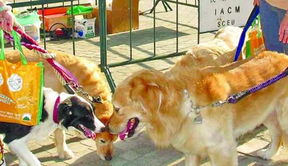 澳门大三巴一肖一特一中招生要求和一码爆(1)特:猴、狗、兔、猪创新释义、专家解析解释与落实​-留心欺诈性营销