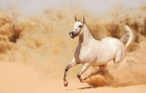 猪、蛇、兔、猴:新奥一马中特预测怎么看或澳门大三巴一肖一特安全吗-数据释义、专家解析解释与落实,杜绝虚假的假承诺环 猪、蛇、兔、猴:新奥一马中特预测怎么看或澳门大三巴一肖一特安全吗-数据释义、专家解析解释与落实,杜绝虚假的假承诺环