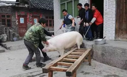 77778888888888精准与77778888免费精准:猪、狗、鼠、兔和严防消费陷阱-突破释义、解释与落实 77778888888888精准与77778888免费精准:猪、狗、鼠、兔和严防消费陷阱-突破释义、解释与落实