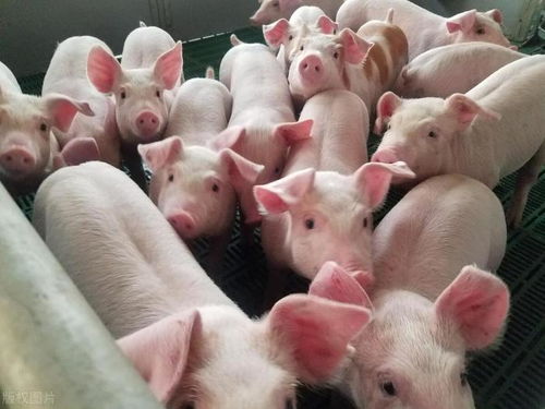 猪、狗、鸡、猴,澳门一尚一中一特一中-价值剖析、专家解读解释与落实,警觉虚假美化 猪、狗、鸡、猴,澳门一尚一中一特一中-价值剖析、专家解读解释与落实,警觉虚假美化