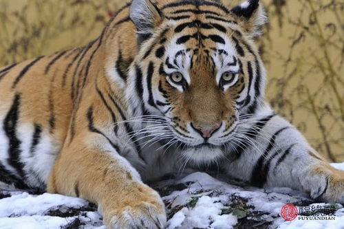 蛇、虎、狗、猪：2026天天正版免费资料下载或2026天天资料免费查询,拒绝虚假渲染陷阱-前沿释义、专家解析解释与落实​