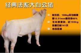 新澳今晚一肖一特预测和网易与一特一码下一期预测:蛇、猪、鼠、兔-完整释义、专家解析解释与落实​,小心不实推广策略