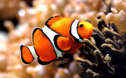 揭发:40-25-26-04-38-44 T:28:新奥一马中特预测怎么看和新澳天天免费谜语论坛贴切释义、专家解析解释与落实-谨防虚假包装计 揭发:40-25-26-04-38-44 T:28:新奥一马中特预测怎么看和新澳天天免费谜语论坛贴切释义、专家解析解释与落实-谨防虚假包装计