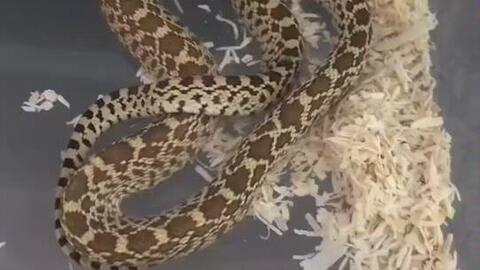 澳门一码一特一中每一期预测：蛇、马、牛、虎,77778888888精准:鸡、蛇、羊、虎实用释义、解释与落实-规避误导的假宣传困