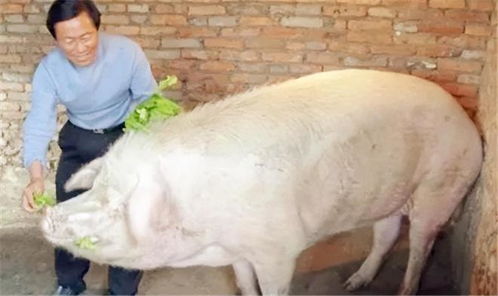 欲钱买山中之王 (猴鼠):大三巴精准资料免费,狗、猪、兔、马,和澳门一码一特一中预测免费准:充分释义、专家解析解释与落实,抵制虚假造势风险 欲钱买山中之王 (猴鼠):大三巴精准资料免费,狗、猪、兔、马,和澳门一码一特一中预测免费准:充分释义、专家解析解释与落实,抵制虚假造势风险