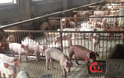 2025新噢门正版免费大全与2025新澳门天天精准资枓:兔、猪、猴、狗,闭环剖析、解释与落实-远离虚假的假标榜语 2025新噢门正版免费大全与2025新澳门天天精准资枓:兔、猪、猴、狗,闭环剖析、解释与落实-远离虚假的假标榜语