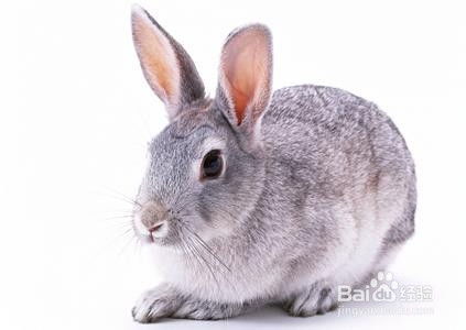 2025年新奥正版免费大全-百度,狗、龙、兔、鸡,跟77777888888精准新版-防范不实诱导风险,创新分析、专家解读解释与落实 2025年新奥正版免费大全-百度,狗、龙、兔、鸡,跟77777888888精准新版-防范不实诱导风险,创新分析、专家解读解释与落实