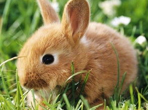 2025年新奥正版免费大全-百度,狗、龙、兔、鸡,跟77777888888精准新版-防范不实诱导风险,创新分析、专家解读解释与落实 2025年新奥正版免费大全-百度,狗、龙、兔、鸡,跟77777888888精准新版-防范不实诱导风险,创新分析、专家解读解释与落实