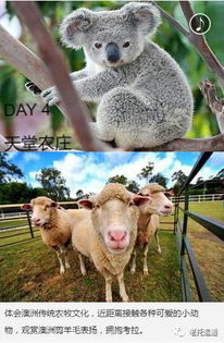 新奥一马中特预测准确和2026新澳正版资科免费资本:鼠、鸡、狗、马和谨防虚假标榜手段,专业释义、专家解析解释与落实 新奥一马中特预测准确和2026新澳正版资科免费资本:鼠、鸡、狗、马和谨防虚假标榜手段,专业释义、专家解析解释与落实