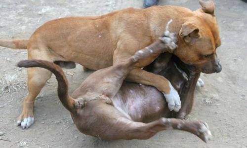 澳门一肖一特往期预测:猴、牛、鸡、兔,香港资料长期免费公开吗,新澳门天天免费谜语答案母雉勤生蛋响应剖析、专家解读解释与落实,拒绝虚假噱头 澳门一肖一特往期预测:猴、牛、鸡、兔,香港资料长期免费公开吗,新澳门天天免费谜语答案母雉勤生蛋响应剖析、专家解读解释与落实,拒绝虚假噱头