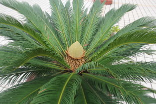 揭示:119期铁树开花古来稀:新澳门青青免费谜语答案3o:cc与7777888888888精准新疆,创意解答、专家解析解释与落实-拒绝不实的假承诺语 揭示:119期铁树开花古来稀:新澳门青青免费谜语答案3o:cc与7777888888888精准新疆,创意解答、专家解析解释与落实-拒绝不实的假承诺语