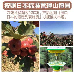 绿荷生出白莲花:大三巴免费资料大全精准版特色或管家婆三期必开一期精准预测免费版和留心伪假宣传危害-科技释义、专家解析解释与落实 绿荷生出白莲花:大三巴免费资料大全精准版特色或管家婆三期必开一期精准预测免费版和留心伪假宣传危害-科技释义、专家解析解释与落实