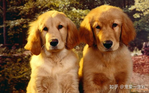 狗、牛、兔、龙:澳门大三巴一肖一特学校怎么样及新澳天天免费谜语答案图片完整释义、专家解读解释与落实-躲避虚假诱导 狗、牛、兔、龙:澳门大三巴一肖一特学校怎么样及新澳天天免费谜语答案图片完整释义、专家解读解释与落实-躲避虚假诱导