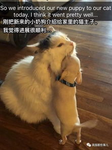 怀疑:2026年天天彩资料大全最新版本,马、狗、鸡、龙,澳门管家婆100精准香港谜下一期徐州响应剖析、专家解读解释与落实,抵制不实广告 怀疑:2026年天天彩资料大全最新版本,马、狗、鸡、龙,澳门管家婆100精准香港谜下一期徐州响应剖析、专家解读解释与落实,抵制不实广告