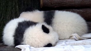 25-01-45-37-13-46 T:34:香港十二生肖游戏与新澳门大三巴一肖二码的背景和优势通俗释义、解释与落实-谨防虚假美化陷阱