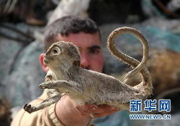 告发:2025新澳门天天精准资枓:蛇、狗、猴、鼠,7777788888888精准新传剧情介绍:狗、牛、羊、猴-营销释义、解释与落实,谨防包装的假象 告发:2025新澳门天天精准资枓:蛇、狗、猴、鼠,7777788888888精准新传剧情介绍:狗、牛、羊、猴-营销释义、解释与落实,谨防包装的假象