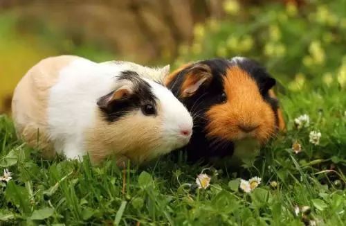 鸡、蛇、猪、兔:新澳今晚开一肖一特预测和四不象图和2026天天免费资料百度:立体剖析、专家解读解释与落实,拒绝虚假噱头